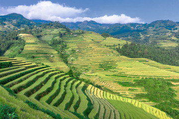 terraced rice field