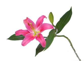 Pink Lily Flowers With Buds On A White Background