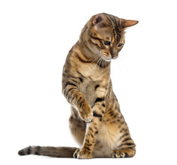 Bengal (11 months old) sitting, pawing and looking down
