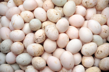 duck eggs