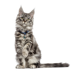 Fototapeta premium Maine Coon (2 years old) sitting, pawing and looking away