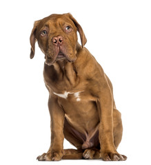Dogue de Bordeaux puppy sitting (4 months old) © Eric Isselée