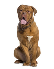 Dogue de Bordeaux sitting (14 months old)