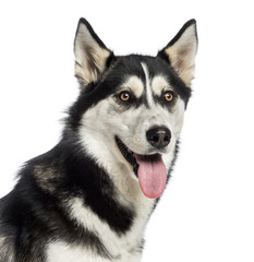 Headshot of a Siberian Husky