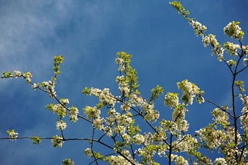 Cherry blossom