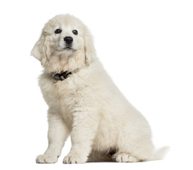 Polish Tatra Sheepdog puppy (3 months old) sitting and looking a