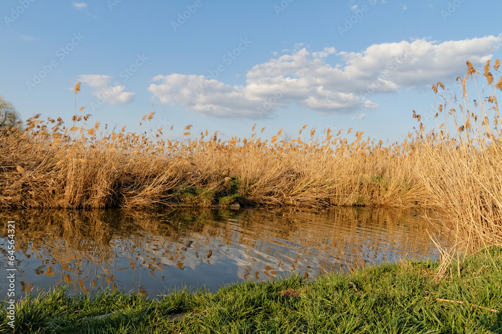 Poster Reeds at the lake