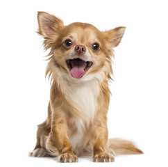 Happy Chihuahua (4 years old) - obrazy, fototapety, plakaty