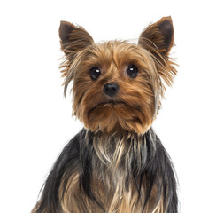 Headshot of a Yorkshire Terrier