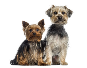 Two Yorkshire Terrier