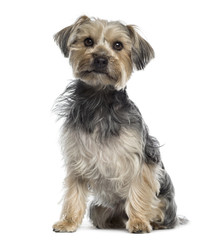 Yorkshire Terrier sitting