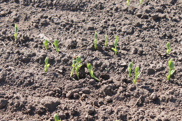 Shoots of spring barley sprouting in field