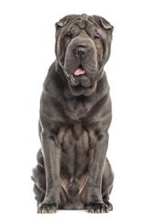 Shar Pei sitting