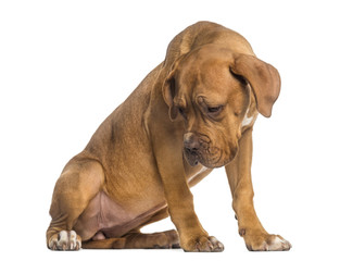 Dogue de Bordeaux puppy looking down (5  months old)