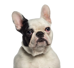 Headshot of a French Bulldog (9 months old)