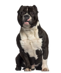 Obraz premium American Bully sitting (18 months old)