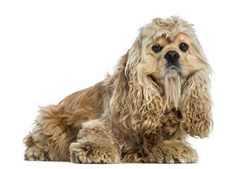 side view of a American Cocker Spaniel (4 years old)