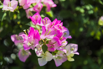 Obraz na płótnie Canvas Pink Bougainvillea flower