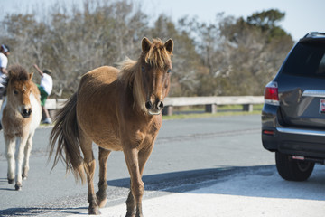 Assateague horse wild pony mother and puppy