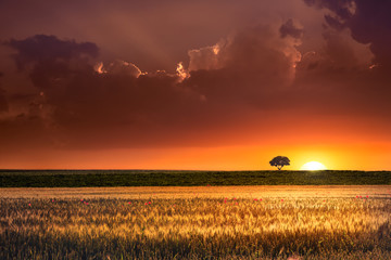 Sunset in the agricultural areas