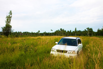 Car in a meadow