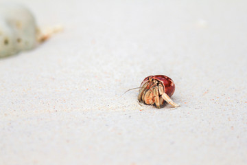 hermit crab crawling on beach sand