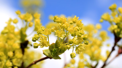 Maple Tree Blossoms against Sky