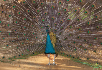 Obraz premium A colorful blue peacock spreading his tail