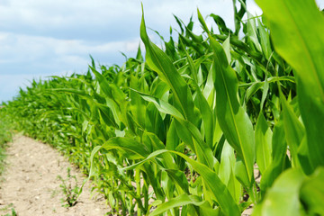 Fototapeta premium detail of corn plants on the agriculture field