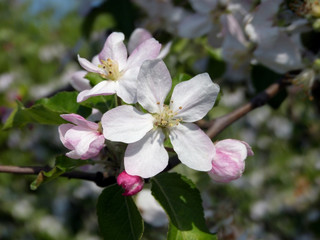 цветущая яблоня