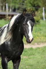 Fototapeta na wymiar Amazing paint horse stallion looking at you