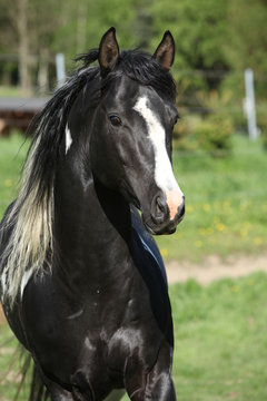 Amazing paint horse stallion with long mane