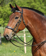 Fototapeta premium Amazing brown horse with beautiful bridle