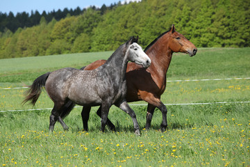 Obraz na płótnie Canvas Two amazing horses running in fresh grass