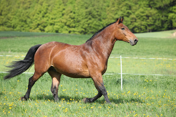 Amazing and big brown horse running