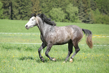 Obraz na płótnie Canvas Beautiful grey running horse in pasturage
