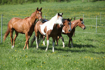 Naklejka na ściany i meble Batch of beautiful horses running on pasturage