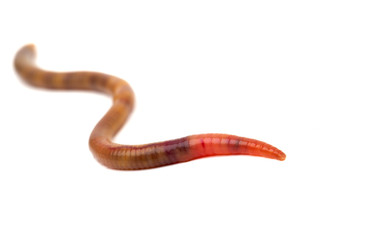 Naklejka premium Animal earthworm on white background
