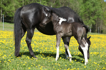 Beautiful mare with little foal on spring pasturage