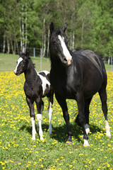Fototapeta premium Beautiful mare with little foal on spring pasturage