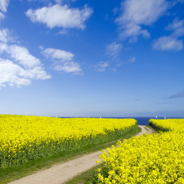 Weg zum Meer durch ein Rapsfeld