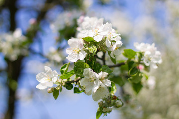 flowers on tree