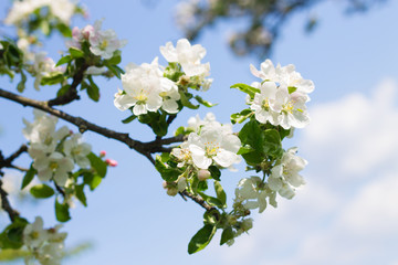 flowers on tree
