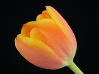Close-up of a orange-yellowish tulip