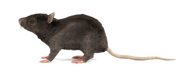 realistic 3d render of mouse