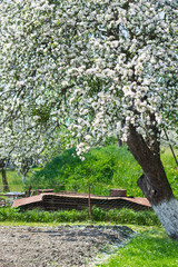 flower tree in garden