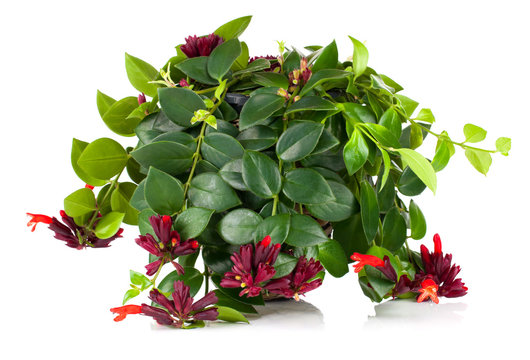 Lipstick Plant (Aeschynanthus radicans) in pot, isolated on whit