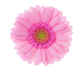 Red gerbera on white background.