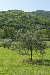 Fototapeta na wymiar olivi
