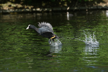 Eurasian Coot, Coot, Fulica atra